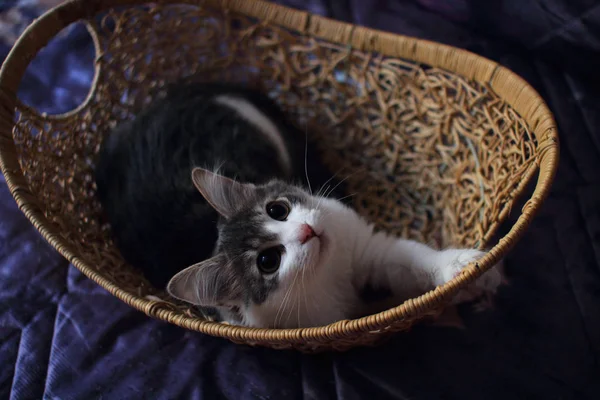 Home Kitten Sitting Basket — Stock Photo, Image