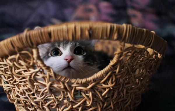 Huis Kitten Zitten Mand — Stockfoto