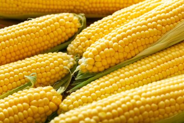 Koçanda taze mısır. Yaz sağlıklı sebzeler.