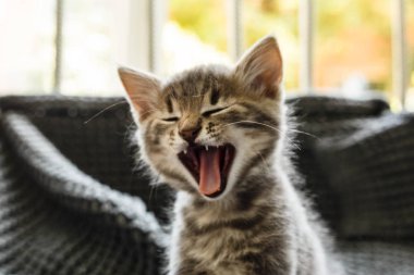 Kafesteki terk edilmiş kedi. Hayvan barınağı. Evcil hayvan edinme umudu.