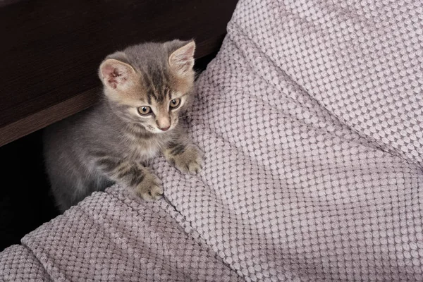 Little cat playing on the sofs. Little cute fluffy cat.