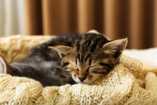 Bruin gestreept katje slaapt op gebreide wollen beige plaid. Kleine schattige pluizige kat. Gezellig thuis. — Stockfoto