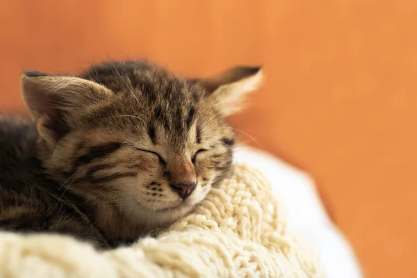 Braungestreifte Miezekatze schläft auf gestricktem, beigefarbenem Wollkleid. Kleine süße flauschige Katze. Gemütliches Zuhause. — Stockfoto