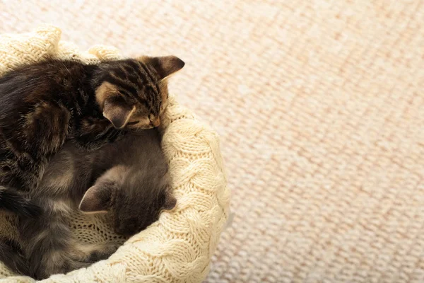 Chaton rayé brun dort sur plaid beige en laine tricotée. Petit chat moelleux mignon. Maison confortable. — Photo