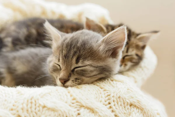 Los gatos de rayas marrones duermen sobre cuadros de lana beige. Pequeño lindo gato esponjoso. Acogedora casa . — Foto de Stock