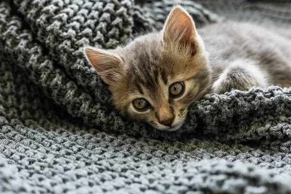 Grijs gestreepte Kitty slaapt op gebreide wollen grijze Plaid. Kleine schattige pluizige kat. Cozy Home. — Stockfoto