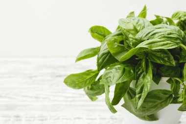 Ahşap beyaz arka planda taze fesleğen yaprakları. Yakın çekim.