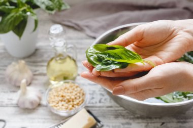 Pesto yapma - peynir, fındık ve zeytinyağı. Ahşap beyaz arka planda kadın ellerde fesleğen.