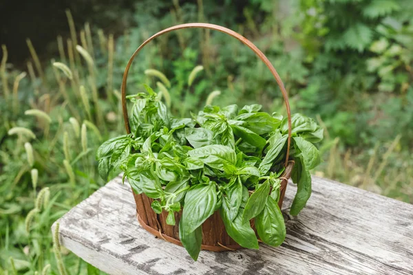 Herbal kemangi segar dalam keranjang di kebun . — Stok Foto