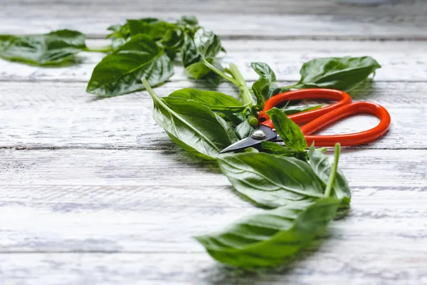 Kemangi segar daun dengan gunting pada kayu putih latar belakang dengan salinan ruang . — Stok Foto