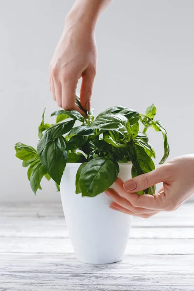 Herbal kemangi segar dalam pot bunga dengan tangan perempuan di atas meja putih pada latar belakang putih . — Stok Foto
