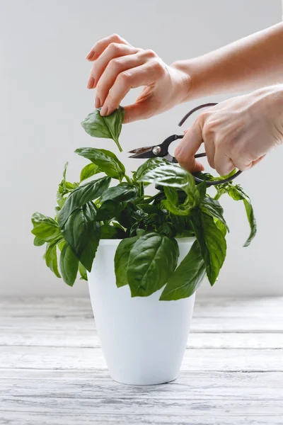 Herbal kemangi segar dalam pot bunga dengan tangan perempuan di atas meja putih pada latar belakang putih . — Stok Foto