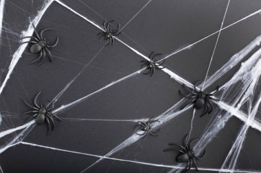 Siyah arka plan üzerinde örümcekler ve örümcek ağı ile Halloween arka plan. Cadılar Bayramı tatil süslemeleri. Düz döşeme, üst görünüm, kopyalama alanı.