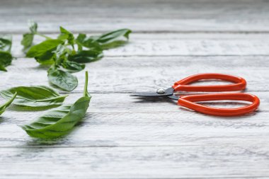 Alternatif tıp, sağlıklı pişirme, smoothies, otlar ve baharatlar için rustik ahşap beyaz bir masada Taze yeşil fesleğen bitki yaprakları. Eko, sağlıklı beslenme, çevre dostu kavramı bir