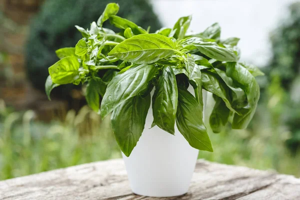 Herbal kemangi segar tumbuh dalam pot putih di atas meja kayu berkarat untuk pengobatan alternatif. Kebun rumah di balkon untuk memasak sehat, herbal dan rempah-rempah. Konsep eko, nutrisi yang sehat, lingkungan — Stok Foto