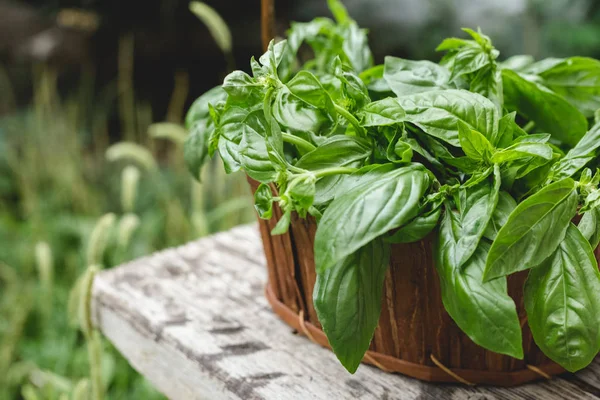 Herbal kemangi segar tumbuh dalam peti kayu pedesaan di luar kebun untuk digunakan dalam memasak atau pengobatan alternatif . — Stok Foto