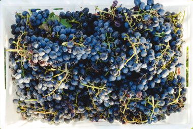 Mavi üzümler. Cabernet üzümleri sonbahar hasadından sonra şarap yapımında kullanılmaya hazır..