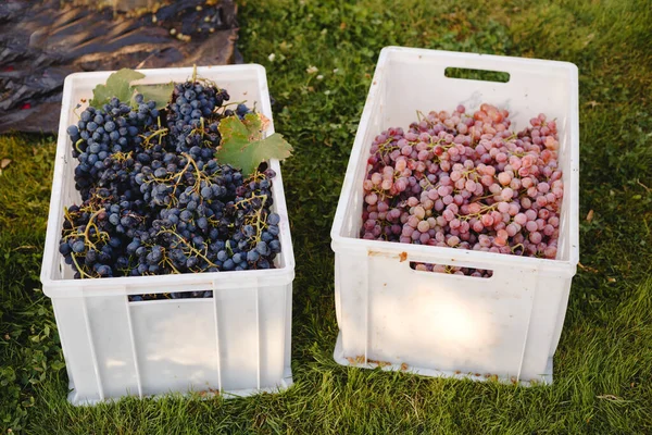 Hasat sırasında şarap yapmak ya da kutularda satmak için farklı üzüm çeşitleri. Siyah ve pembe üzümler. Üzüm çeşidi - Kardinal, Cabernet Franc, Cabernet Sauvignon, Merlot, Nebbiolo, Pinotage. — Stok fotoğraf