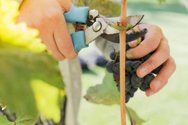 İnsan üzümlü olgun bir demet üzüm mahsulü. Üzüm bağında şarap yapmak için sonbahar üzümlerini toplayan erkek eller. Cabernet Sauvignon, Merlot, Pinot Noir, Sangiovese üzümleri..