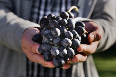 Man crop ripe bunch of black grapes on vine. Male hands picking Autumn grapes harvest for wine making In Vineyard. Cabernet Sauvignon, Merlot, Pinot Noir, Sangiovese grape sort. clipart