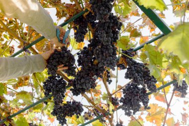 İnsan üzümlü olgun bir demet üzüm mahsulü. Üzüm bağında şarap yapmak için sonbahar üzümlerini toplayan erkek eller. Cabernet Sauvignon, Merlot, Pinot Noir, Sangiovese üzümleri..
