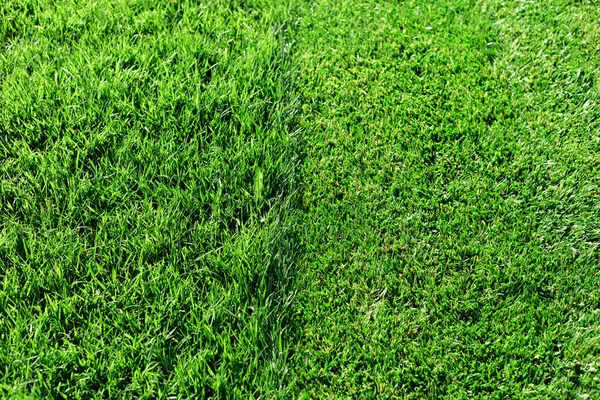 Green fresh grass. Partially cut grass lawn. Difference between perfectly mowed, trimmed garden lawn or field for sports, golf and long uncut grass. Lawn, carpet, natural green trimmed grass field.