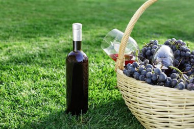 Şişe, iki kadeh kırmızı şarap ve çimenlikte taze üzüm hasadı, dışarıda yeşil çimen. Ev yapımı şarap yapma konsepti. Şarap tadımı. Cabernet Sauvignon, Merlot, Pinot Noir, Sangiovese.