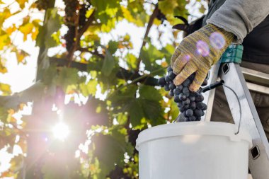 İnsan üzümlü olgun bir demet üzüm mahsulü. Üzüm bağında şarap yapmak için sonbahar üzümlerini toplayan erkek eller. Cabernet Sauvignon, Merlot, Pinot Noir, Sangiovese üzümleri..