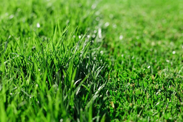 Green fresh grass. Partially cut grass lawn. Difference between perfectly mowed, trimmed garden lawn or field for sports, golf and long uncut grass. Lawn, carpet, natural green trimmed grass field.