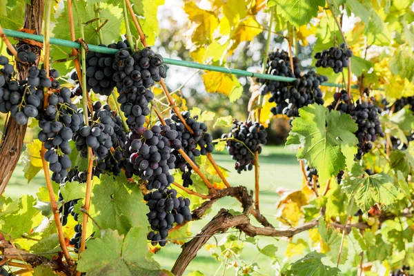 Ripe bunches of black grapes on vine outdoors. Autumn grapes harvest in vineyard for wine making. Cabernet Sauvignon, Merlot, Pinot Noir, Sangiovese grape sort.Viticulture, Homemade winemaking concept — Stock Photo, Image