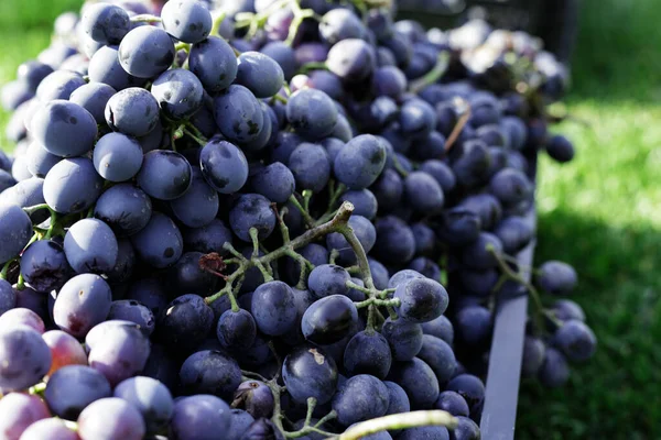 Açık havada bir sepet olgun üzüm salkımı. Sonbahar üzümleri üzüm bağlarında hasat edilir. Çimenler şarap yapmak için hazırlanır. Cabernet Sauvignon, Merlot, Pinot Noir, Sangiovese üzümlü kutular.. — Stok fotoğraf