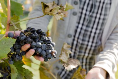 İnsan üzümlü olgun bir demet üzüm mahsulü. Üzüm bağında şarap yapmak için sonbahar üzümlerini toplayan erkek eller. Cabernet Sauvignon, Merlot, Pinot Noir, Sangiovese üzümleri..