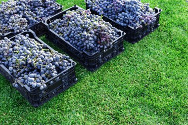 Baskets of Ripe bunches of black grapes outdoors. Autumn grapes harvest in vineyard on grass ready to delivery for wine making. Pinot Noir grape sort in boxes. Copy Space. clipart