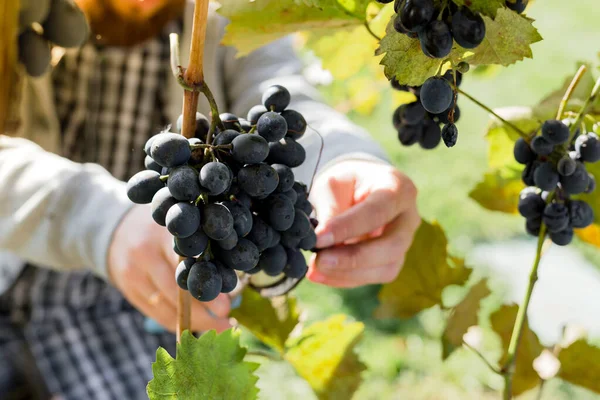 Ο άνθρωπος καλλιεργεί ώριμα μαύρα σταφύλια στο αμπέλι. Αρσενικά χέρια μαζεύοντας φθινοπωρινή συγκομιδή σταφυλιών για την παρασκευή κρασιού στο Αμπελώνα. Cabernet Sauvignon, Merlot, Pinot Noir, είδος σταφυλιών Sangiovese. — Φωτογραφία Αρχείου