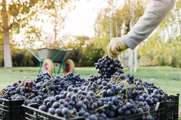 Korgar med mogna klasar av svarta druvor utomhus. Höstens druvskörd i vingården på gräs redo för leverans för vinframställning. Cabernet sauvignon, merlot, pinot noir, sangiovese druva sortera i lådor. — Stockfoto