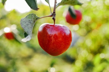 Meyve bahçesindeki elma dalında güzel kırmızı elma, hasat. Bahçede sonbahar hasadı. Köy, köy tarzı..
