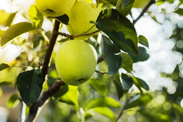 Prachtige lekkere groene appel op tak van appelboom in boomgaard. Herfst oogst in de tuin buiten. Dorp, rustieke stijl. Kopieerruimte. — Stockfoto