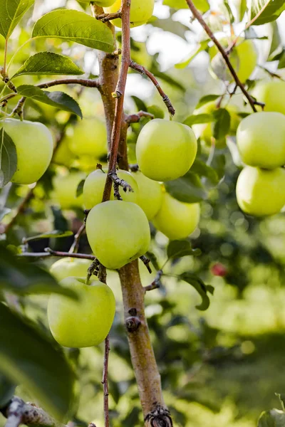 Prachtige lekkere groene appel op tak van appelboom in boomgaard. Herfst oogst in de tuin buiten. Dorp, rustieke stijl. Kopieerruimte. — Stockfoto