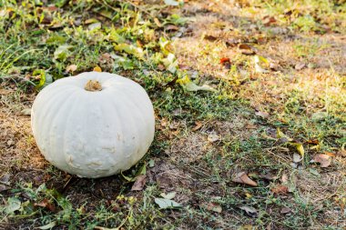 Balkabağı Sunset 'te tarlada, sonbahar hasadı. Fotoğraf kabağı bahçede yetişiyor. Balkabağı tarlası. Cadılar Bayramı ve Şükran Günü sembolü. Boşluğu kopyala.