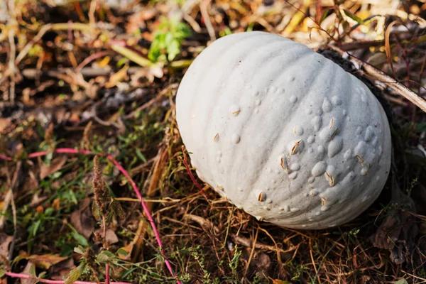 Pompoen In het veld bij zonsondergang, herfst oogst. Foto pompoen groeit in de tuin. Pompoen pleister. Halloween en Thanksgiving symbool. Kopieerruimte. — Stockfoto