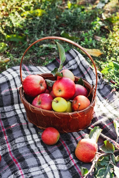 Здоровые органические красные спелые яблоки в корзине. Осень в сельском саду. Свежие яблоки в природе. Деревня, пикник в деревенском стиле. композиция в яблоневом саду для натурального яблочного сока . — стоковое фото