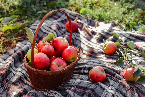 Healthy Organic red ripe Apples in the Basket. Autumn at the rural garden. Fresh apples in nature. Village, rustic style picnic. composition in the apple garden for natural apple juice. — Stock Photo, Image