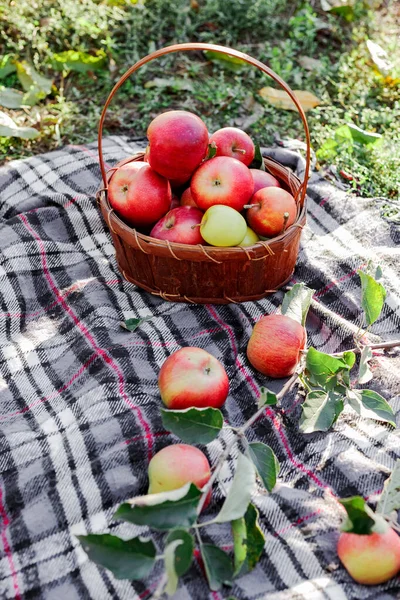 Maçãs maduras vermelhas orgânicas saudáveis na cesta. Outono no jardim rural. Maçãs frescas na natureza. Vila, piquenique de estilo rústico. composição no jardim da maçã para suco de maçã natural . — Fotografia de Stock