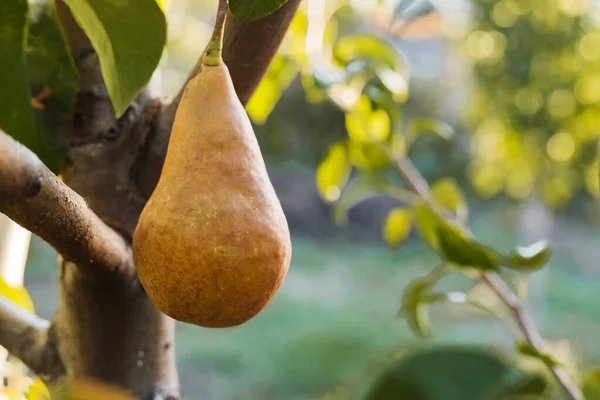 Prachtige verse rijpe peren hangen aan een tak in de boomgaard voor voedsel of sap. Eco, landbouwproducten. Herfstoogst bij zonsondergang. — Stockfoto