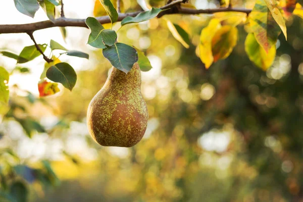 Prachtige verse rijpe peren hangen aan een tak in de boomgaard voor voedsel of sap. Eco, landbouwproducten. Herfstoogst bij zonsondergang. — Stockfoto