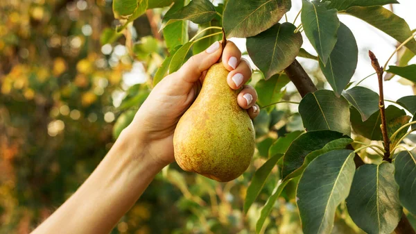 Female hand holds beautiful tasty ripe pear on branch of apple tree in orchard for food or juice, harvesting. Autumn harvest in the garden outside. Village, rustic style. Eco, farm products. — Stock Photo, Image