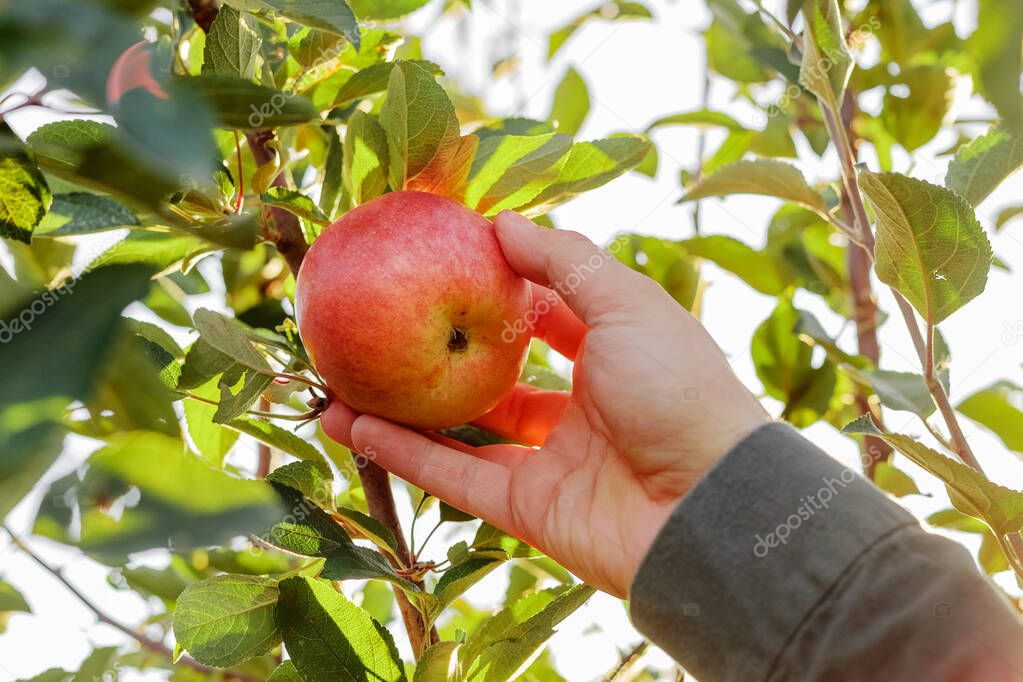 Male hand holds beautiful tasty red apple on branch of apple tree in orchard, harvesting. Autumn harvest in the garden outside. Village, rustic style.