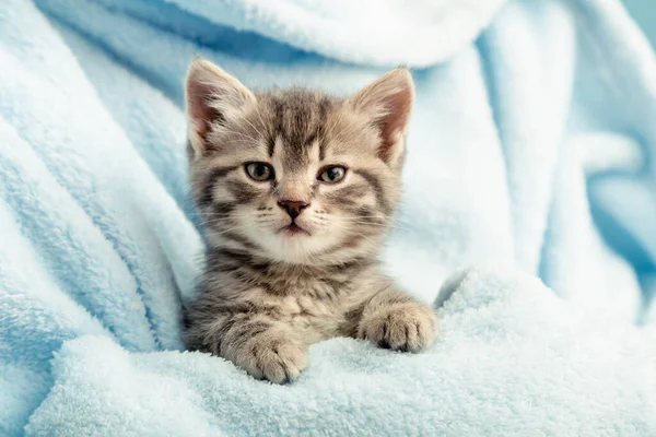 Pençeli Kedi Portresi Mavi Ekoseli Şirin Tekir Kedicik Yeni Doğmuş — Stok fotoğraf