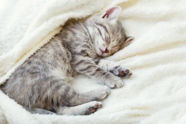 Gri çizgili kedi yavrusu. Güzel çizgili kedi yavrusu yumuşak pofuduk bej ekose üzerinde uyur. Evcil kediyle rahat bir ev, hayvan bebek. Kopyalama alanı olan üst görünüm. Uyuyan kedi portresi