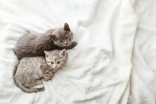 2つのグレーのストライプの子猫 柔らかいふわふわのベージュの上に美しいストライプの子猫が横たわっています ペット猫 動物の赤ちゃんと居心地の良い家 コピースペース付きのトップビュー 猫の肖像画 — ストック写真